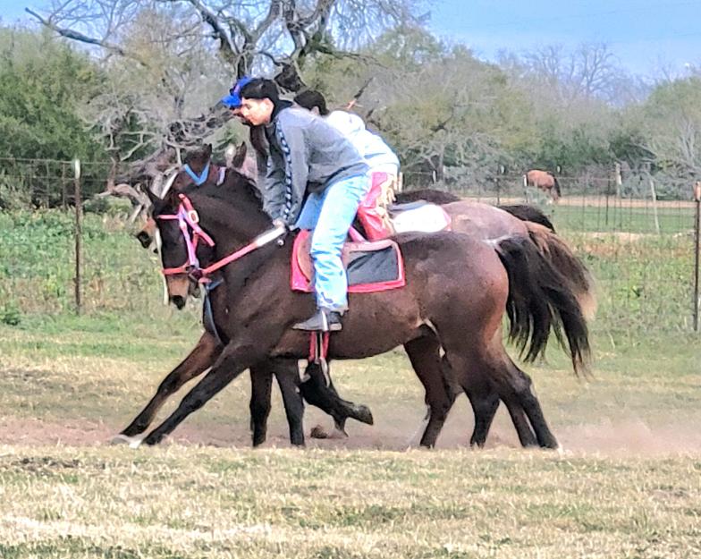 ARABIAN HORSES FOR SALE, SAN ANTONIO TEXAS AREA